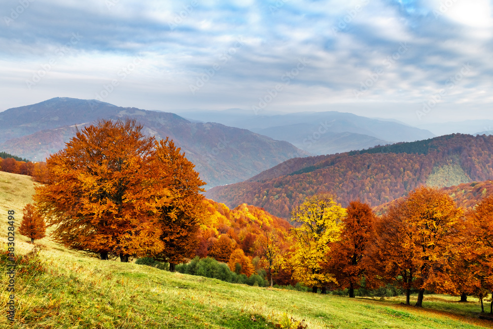 Panorama of picturesque autumn mountains with red beech forest in the foreground. Landscape photography