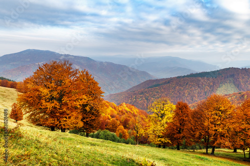 Panorama of picturesque autumn mountains with red beech forest in the foreground. Landscape photography