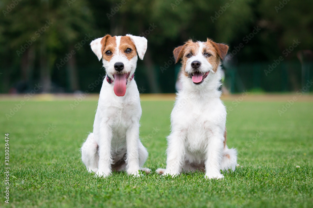 Two cute adorable rough haired jack russell terrier and parson russel terrier puppy sitting outdoors on summer time with green background. Hunting terriers posting outside, nice portrait of pet dog 