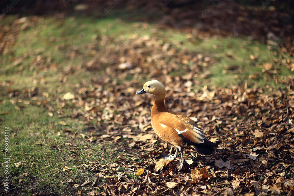 duck in autumn park, view of abstract relaxation alone