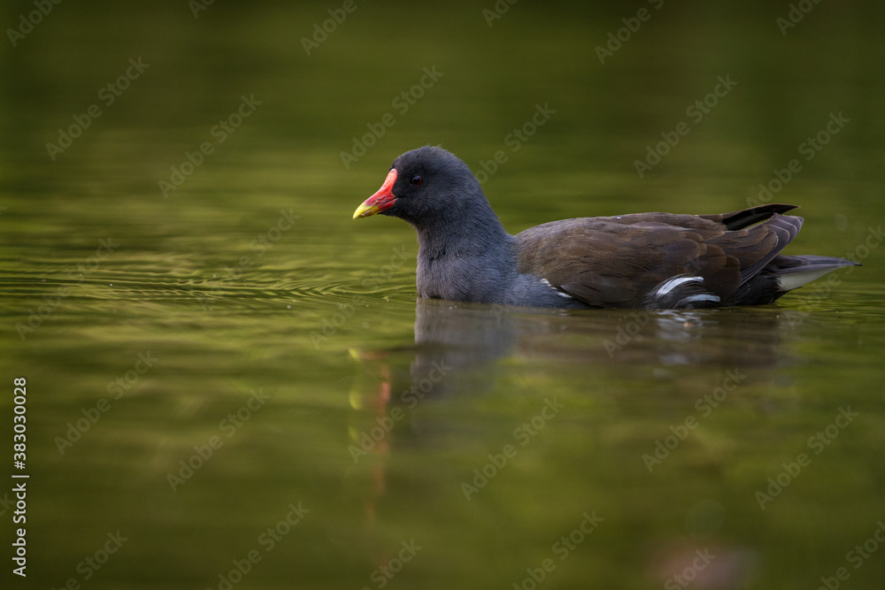 Green-footed hen in pond nature park Green-footed hen in pond nature park