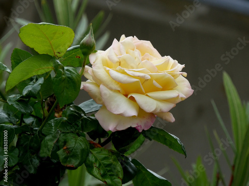 rose jaune madame Meilland photo