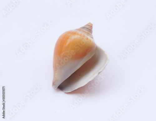 Seashell with brown color on isolated background. 