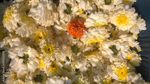 Closeup view of Shevanti or Chrysanthemums flowers photo