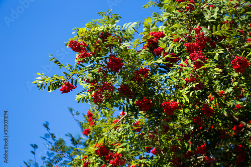 Berries red ripe Rowan tree in the garden. Red mountain