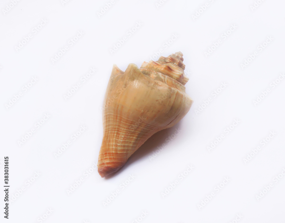 Horse conch, is a species of extremely large predatory subtropical and tropical sea snail, a marine gastropod mollusc in the family Fasciolariidae. Scientific name - Triplofusus papillosus