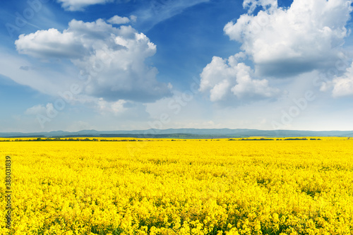 Canvas-taulu Yellow rape field on blue sky background. Landscape photography