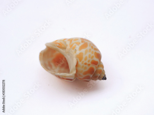 Babylon Shells have a thick glossy outside shell, often plump looking with brown spots or swirls covering the whorl. It belongs to the family Buccinidae, species Babylonia Spirata.  photo