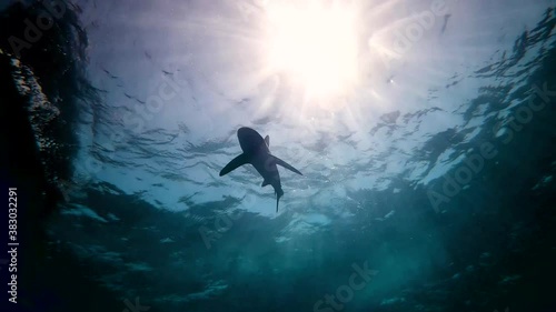 water, blue, shark, underwater, red sea, sea, nature, fish, fin, diving, oceanic, swimming, ocean, animal, danger, white, predator, dangerous, curious, wildlife, silhouette, sunlight, rays, slowmotion photo