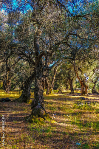 Himmlische Ruhe im Olivenhain auf Korfu