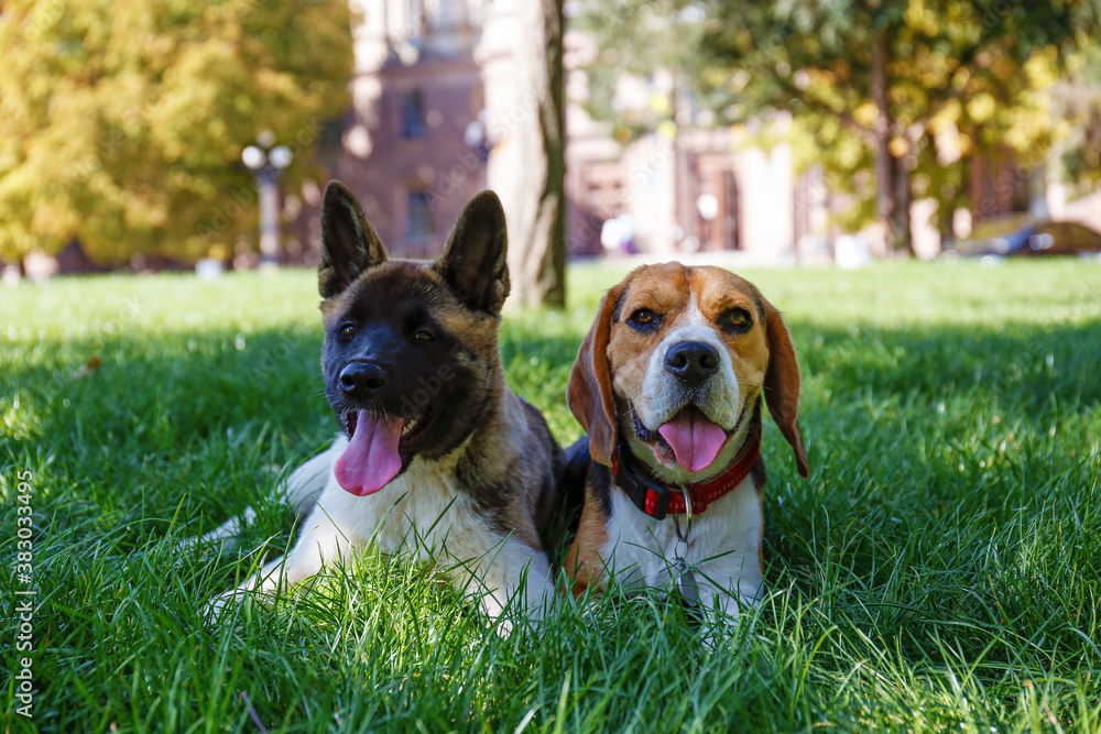 Φωτογραφία Portrait of two funny young doggies, american akita inu and beagle on the walk in the park, resting on juicy green mowed lawn