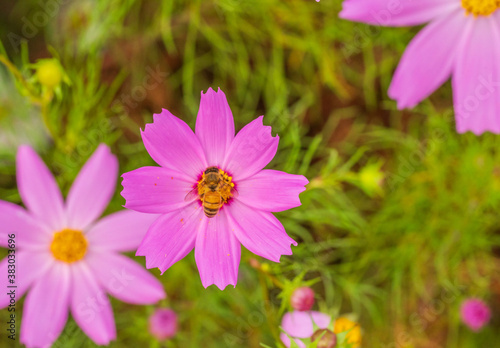 コスモスの花