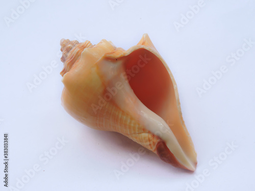 Horse conch, is a species of extremely large predatory subtropical and tropical sea snail, a marine gastropod mollusc in the family Fasciolariidae. Scientific name - Triplofusus papillosus. 
