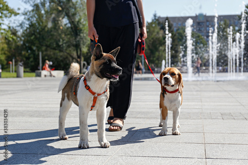 Portrait of attractive young woman walking with her american akita inu puppy and beagle, foliage background. Female with her two dogs on a leash outdoors at the city square. Close up, copy space. © Evrymmnt