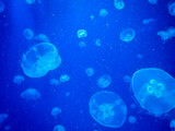 medusas marinas