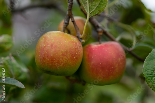 Fresh tasty red ripe apples growing on a apple tree.