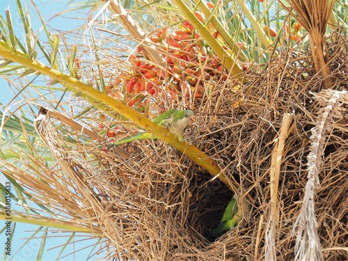 Parrots on the palm tree in its