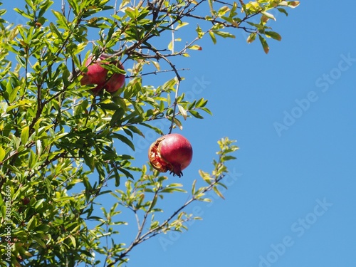 Ripe pomegranates on  background of blue sky