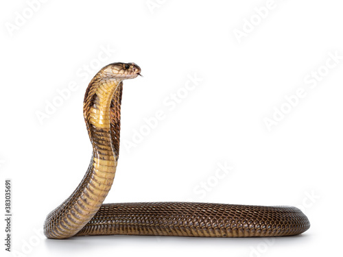 Adult Monocled cobra aka Naja kaouthia snake, in defense position. Isolated on white background.