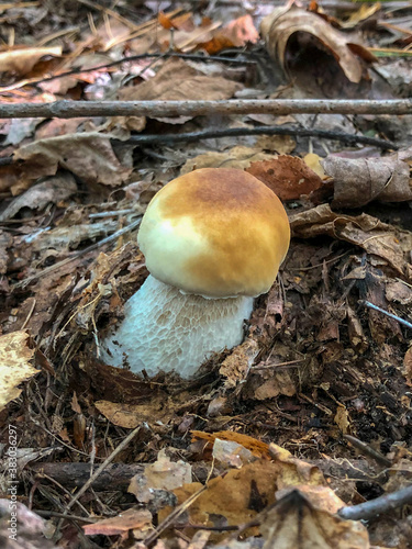 Boletus edulis. White mushroom growing in the forest.