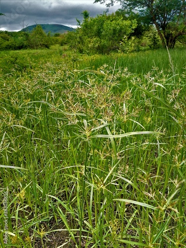 grass in forest photo