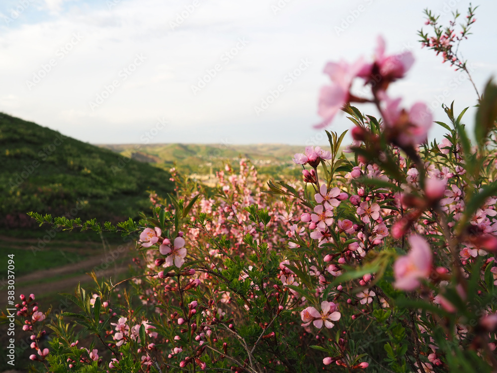 Obraz premium Pink flowers near the small town