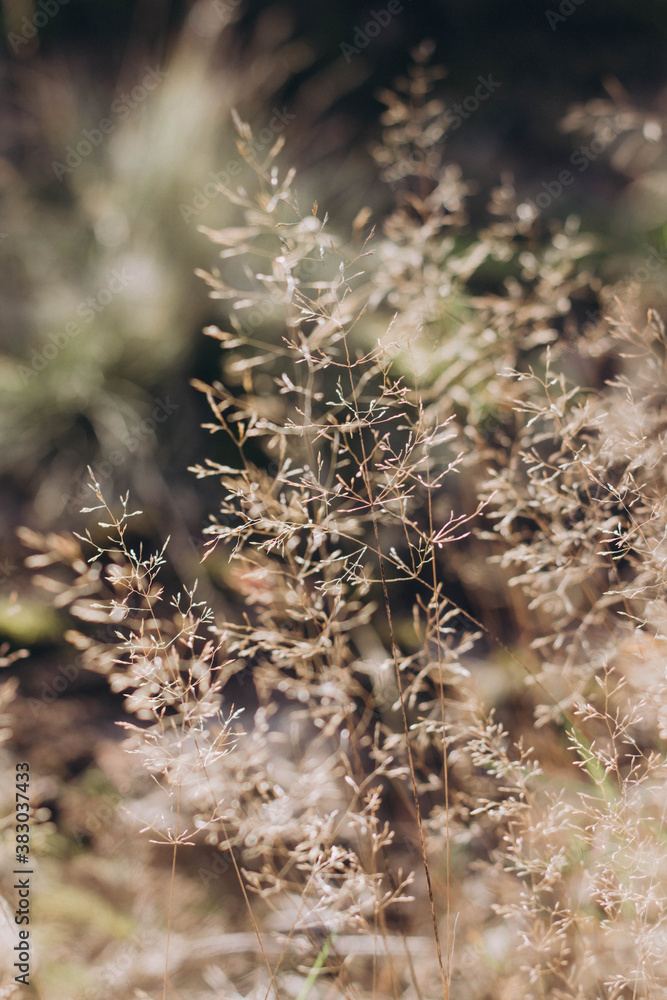 Patterns of dry grass in the sunlight. Grass in the forest. Patterns of dry grass in the sunlight. Grass in the forest.