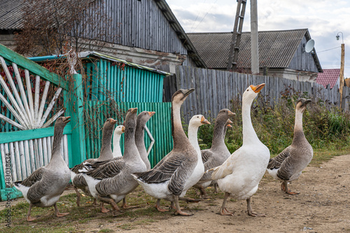 Goose flock going for a walk on dirt road in a countryside near rural house fence at warm sunny autumn day. Horizontal orientation image