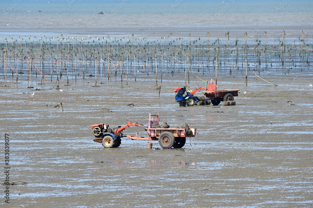 Φωτογραφία Korean people digging Manila clam in the mudflats in Seocheon-gun, Chungcheongnam-do, South Korea