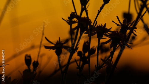 Flowers silhouette  dramatic orange sunset  bokeh