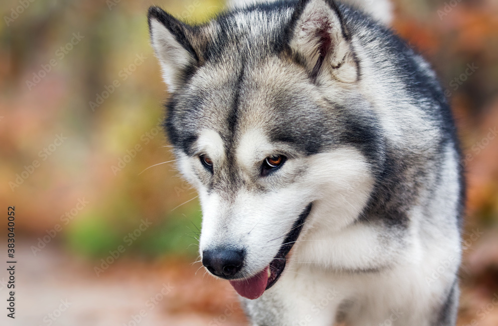 Malamute dog on an autumn walk Malamute dog on an autumn walk