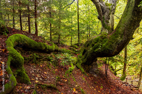 Fotografia Old beech forest