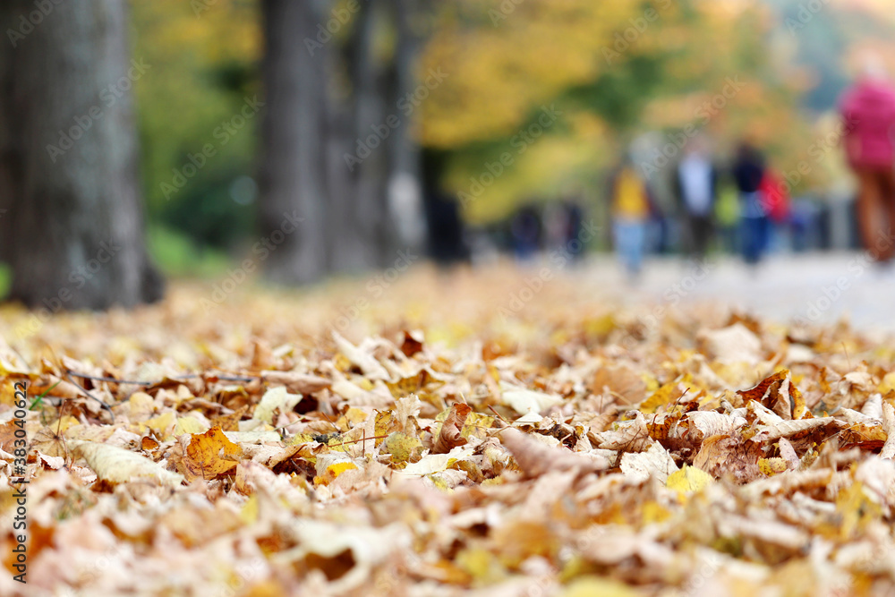 Autumn season, view from fallen leaves to crowd of people walking on a street in city park