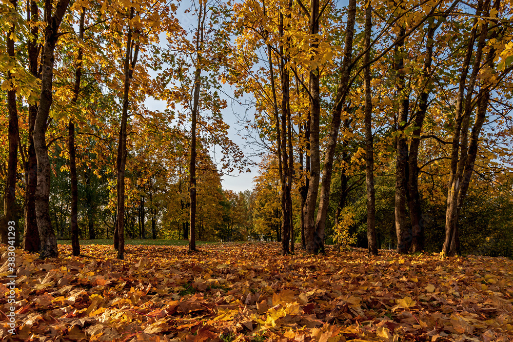 Autumn in the city Park. Pskov. Russia