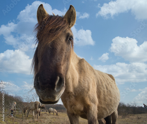 Holidays with wild horses in thuringia © Marrow83