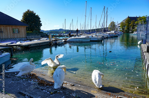 Schörfling am Attersee, Hafen mit Schwänen photo