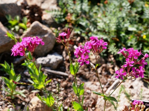 Silène à bouquets rose au jardin du Haut Chitelet dans les Vosges françaises. Fleur de montagne photo