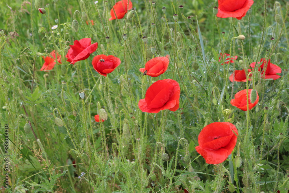 Obraz premium Red poppies blooming in the summer meadow