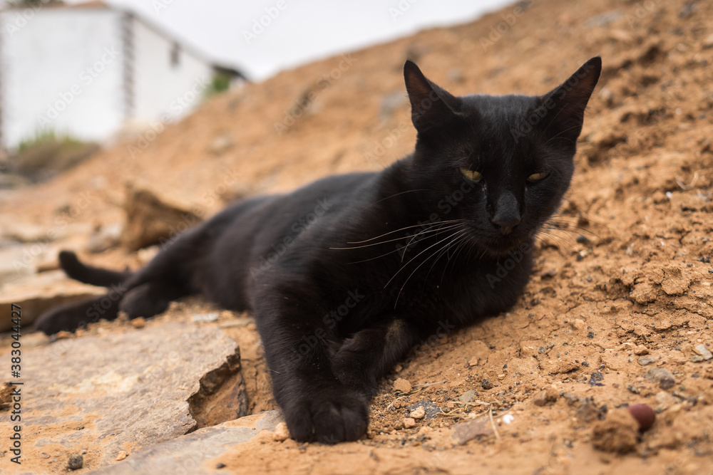 Portrait of a black cat lying on the ground.