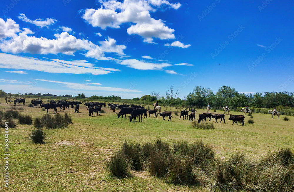 Herd of Camargue bulls beeing guided traditionally through guardians on white camargue horses Herd of Camargue bulls beeing guided traditionally through guardians on white camargue horses