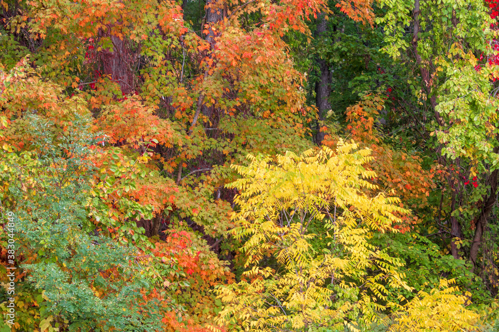 Variety of beautiful fall foliage
