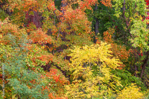 Variety of beautiful fall foliage