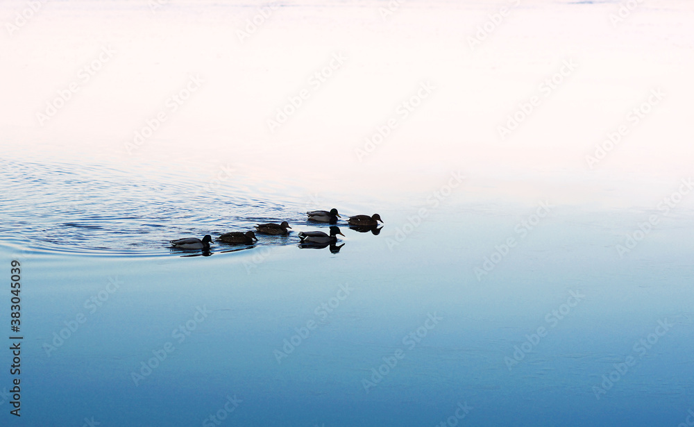 Fototapeta premium a family of ducks swim in the frozen lake in winter