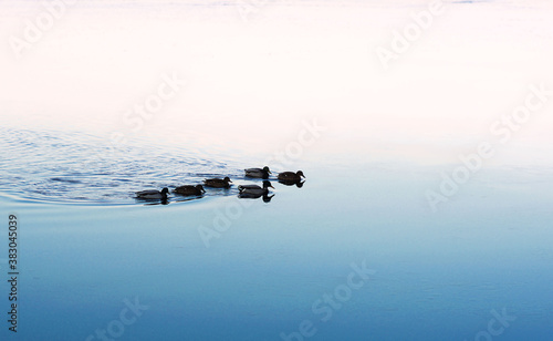 a family of ducks swim in the frozen lake in winter