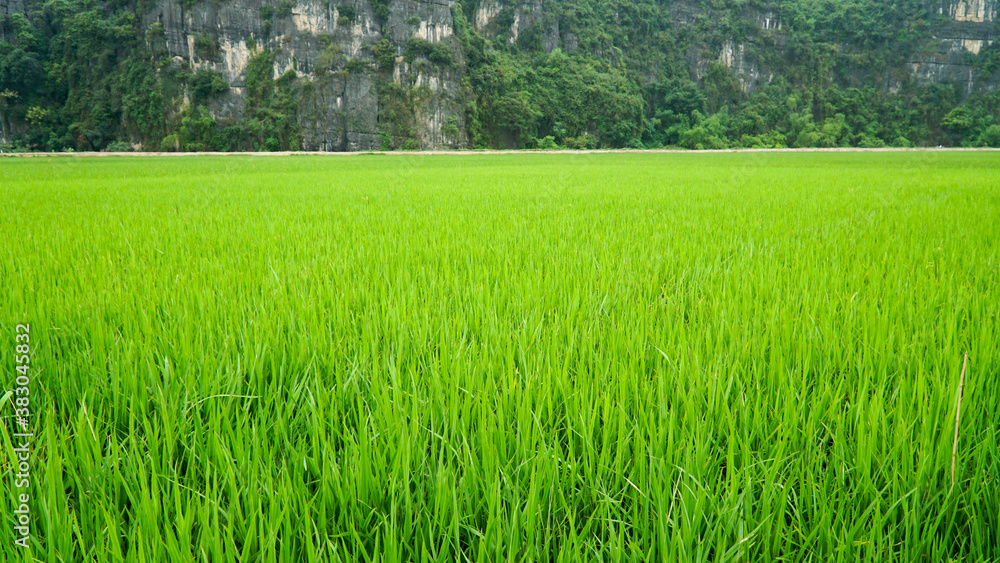 Fototapeta premium Boat tour through green lush mountain landscapes on a overcast day in Ninh Binh, Vietnam.