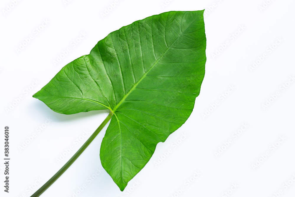 Obraz premium Taro leaf isolated on white background.