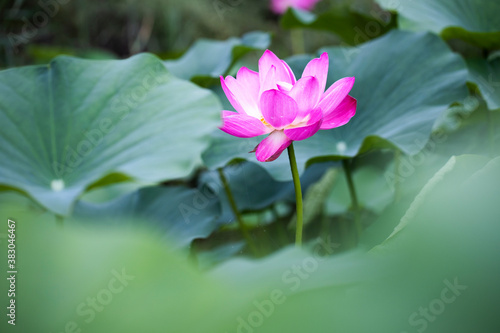 pink lotus and leaf
