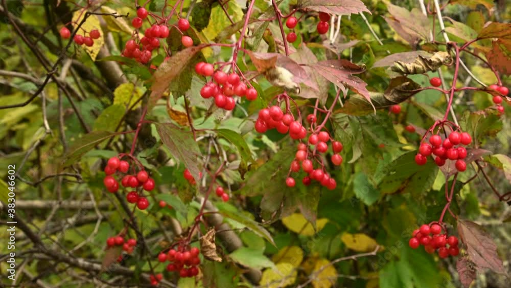 Close of a bunches vibrant red Highbush Cranberry berries and withering leaves blowing in the wind. Only the berries in the foreground are in focus.
Close of a bunches vibrant red Highbush Cranberry berries and withering leaves blowing in the wind. Only the berries in the foreground are in focus.