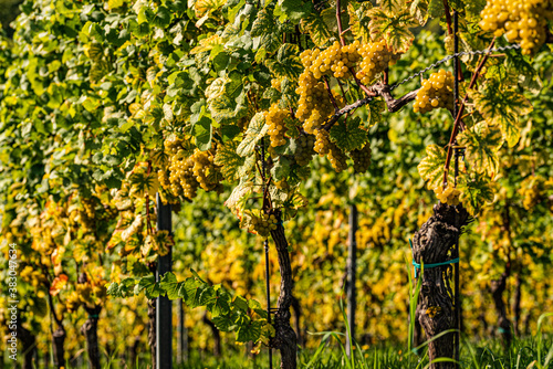 Fototapeta Naklejka Na Ścianę i Meble -  Rows Of Vineyard Grape Vines. Autumn Landscape. Austria south Styria.