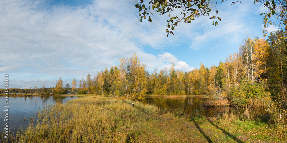 Panoramic landscape of a forest lake with a bright grove of trees with golden autumn foliage on the distant shore on a bright autumn day. Panoramic landscape of a forest lake with a bright grove of trees with golden autumn foliage on the distant shore on a bright autumn day.